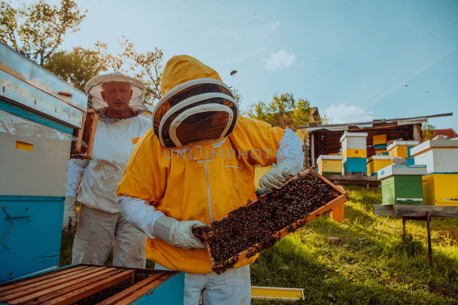 Beekeepers check the honey on the hive frame in the field. Beekeepers check honey quality and honey parasites. A beekeeper works with bees and beehives in an apiary. Small business concept