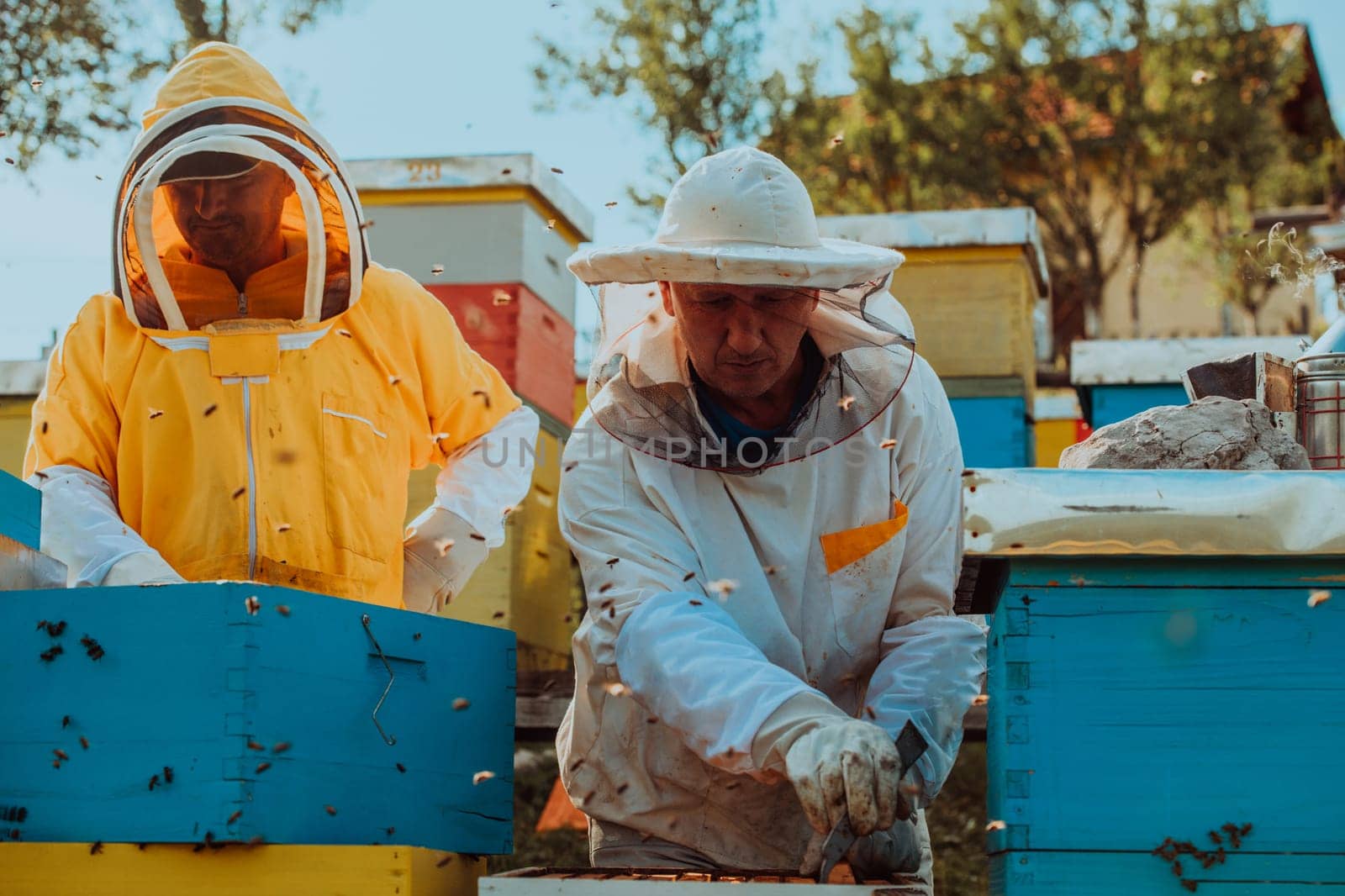 Beekeepers checking honey on the beehive frame in the field. Small business owners on apiary. Natural healthy food produceris working with bees and beehives on the apiary