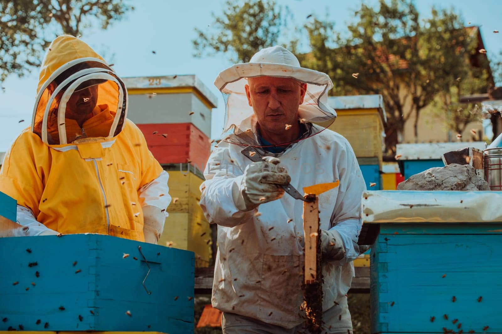 Beekeepers checking honey on the beehive frame in the field. Small business owners on apiary. Natural healthy food produceris working with bees and beehives on the apiary