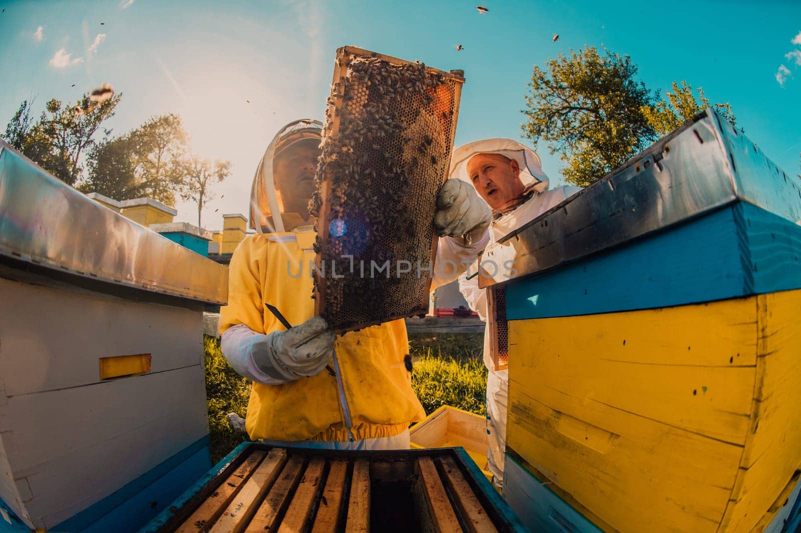 Beekeeper checking honey on the beehive frame in the field. Small business owner on apiary. Natural healthy food produceris working with bees and beehives on the apiary