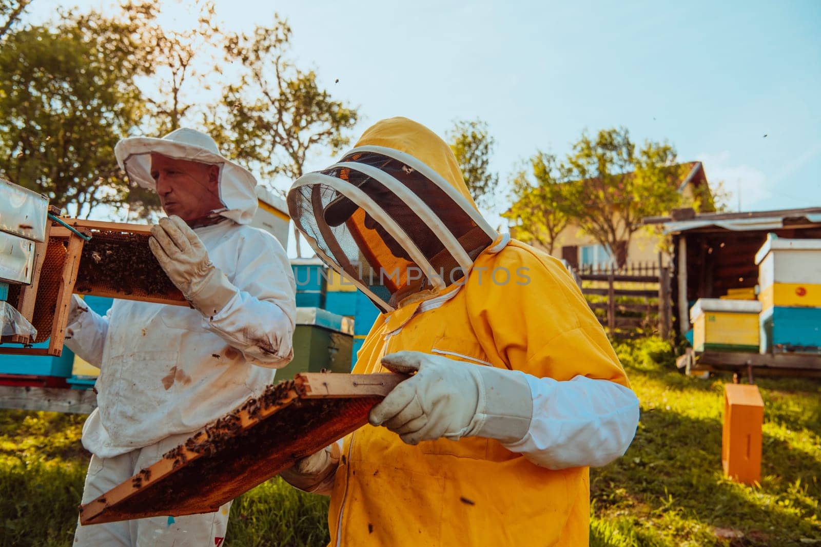 Beekeepers checking honey on the beehive frame in the field. Small business owners on apiary. Natural healthy food produceris working with bees and beehives on the apiary