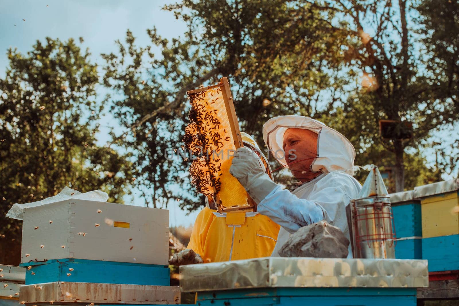 Beekeepers checking honey on the beehive frame in the field. Small business owners on apiary. Natural healthy food produceris working with bees and beehives on the apiary