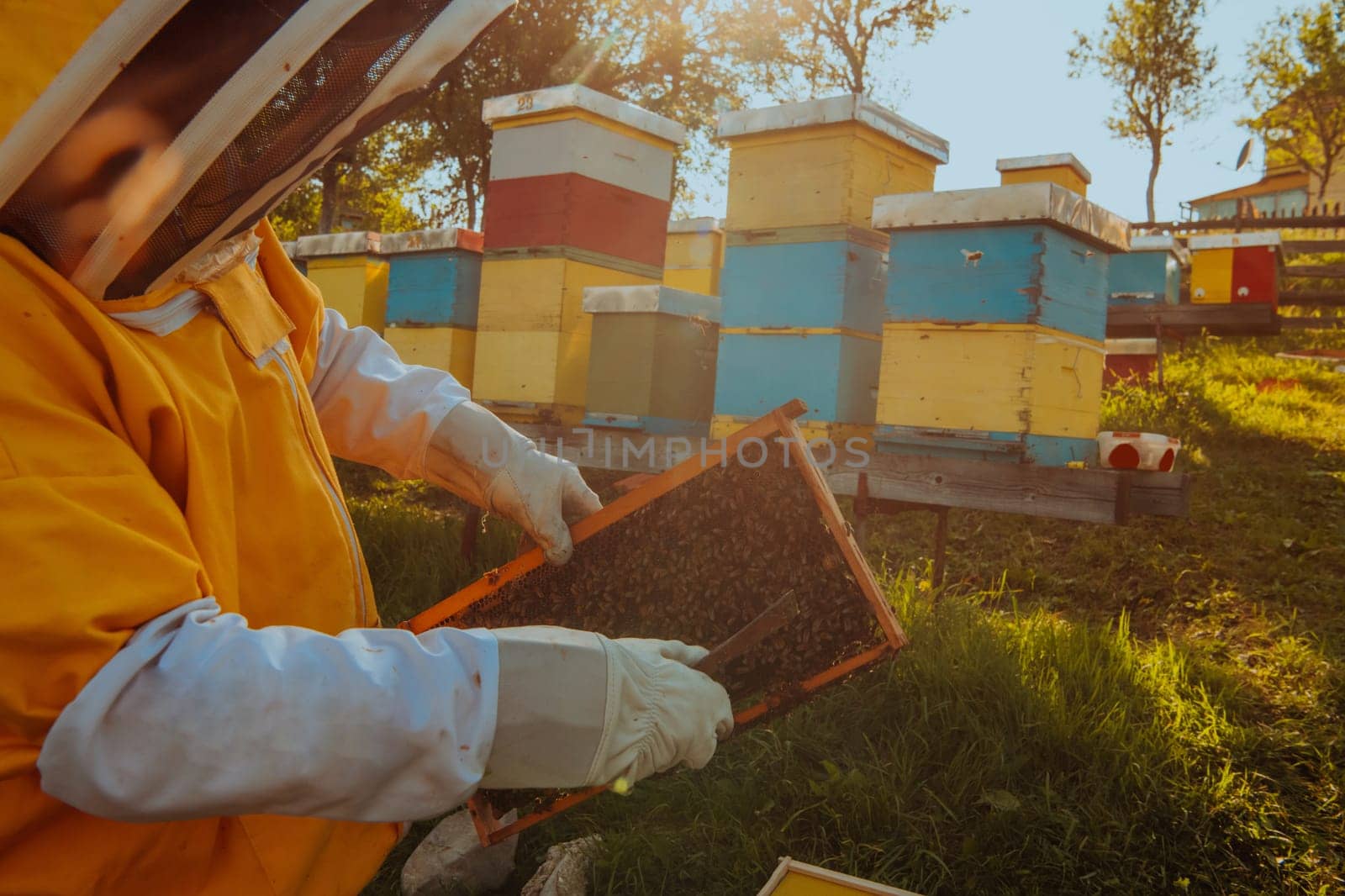 Beekeeper checking honey on the beehive frame in the field. Small business owner on apiary. Natural healthy food produceris working with bees and beehives on the apiary. by dotshock