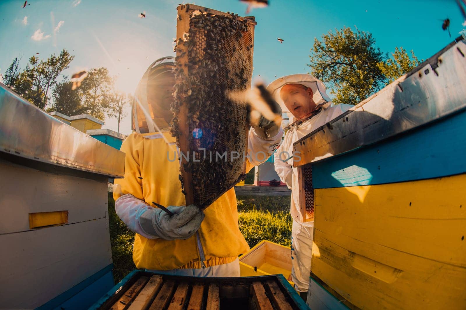 Beekeeper checking honey on the beehive frame in the field. Small business owner on apiary. Natural healthy food produceris working with bees and beehives on the apiary