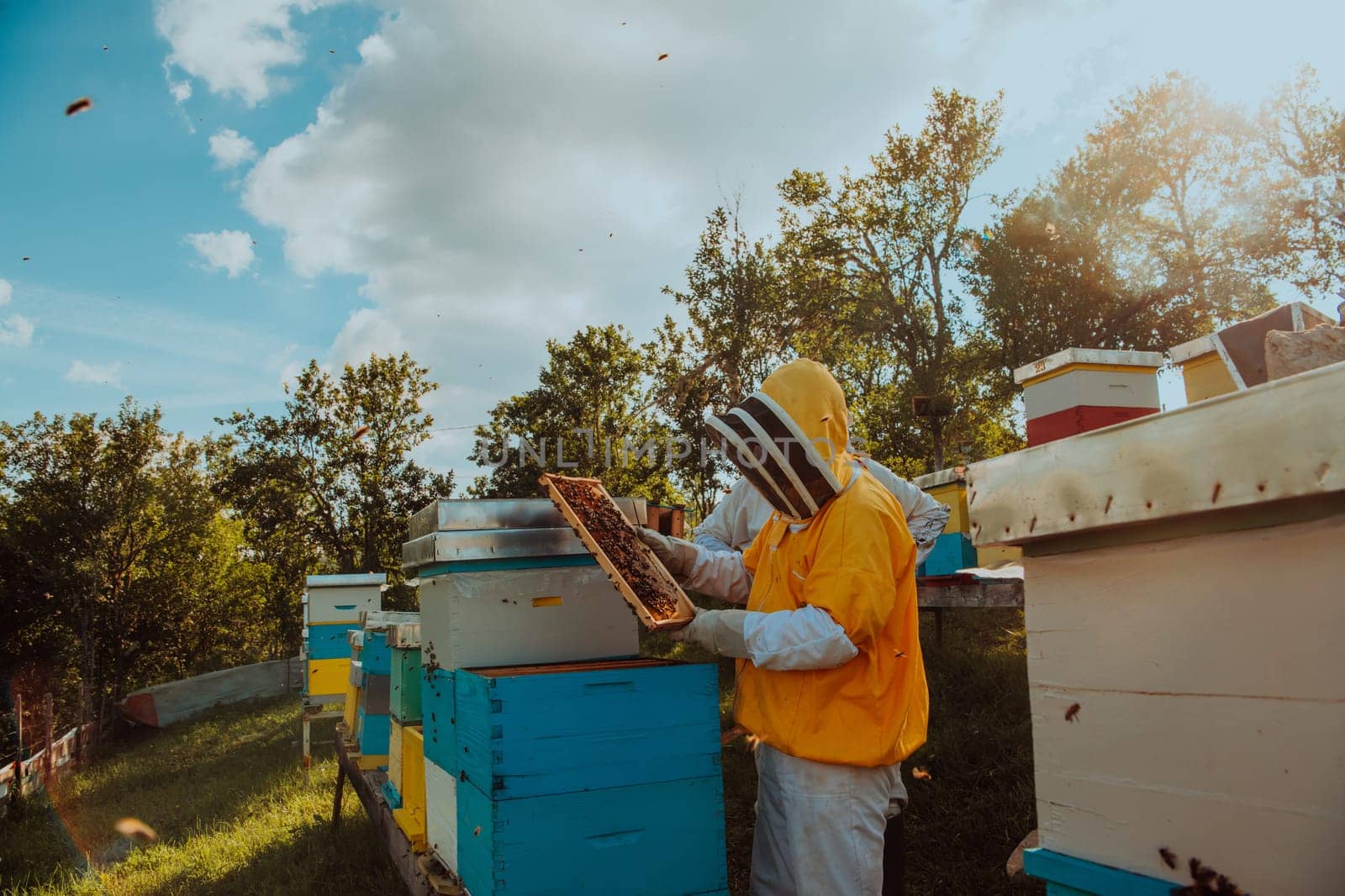 Beekeeper checking honey on the beehive frame in the field. Beekeeper on apiary. Beekeeper is working with bees and beehives on the apiary. Small business concept