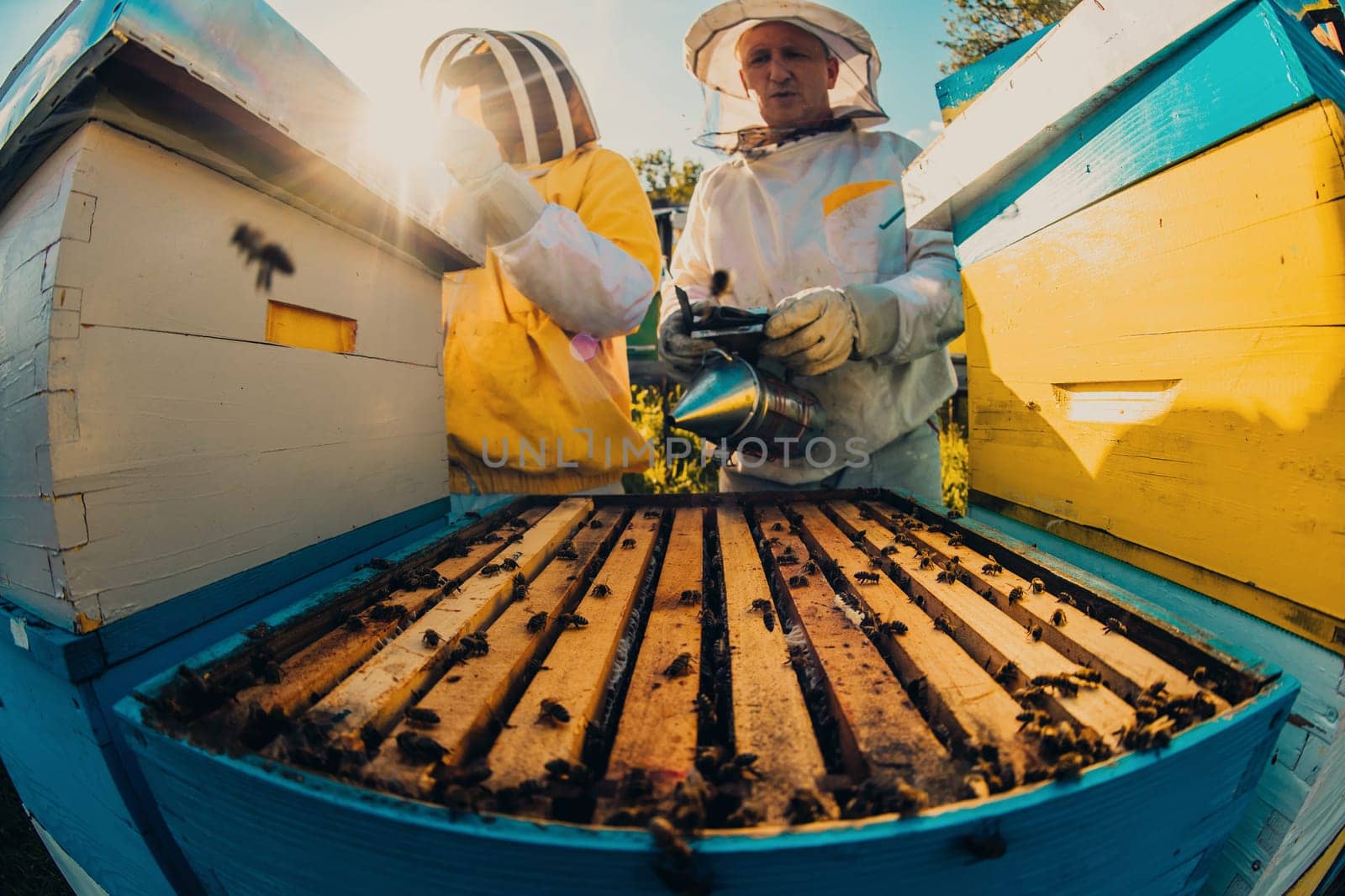 Beekeeper checking honey on the beehive frame in the field. Small business owner on apiary. Natural healthy food produceris working with bees and beehives on the apiary