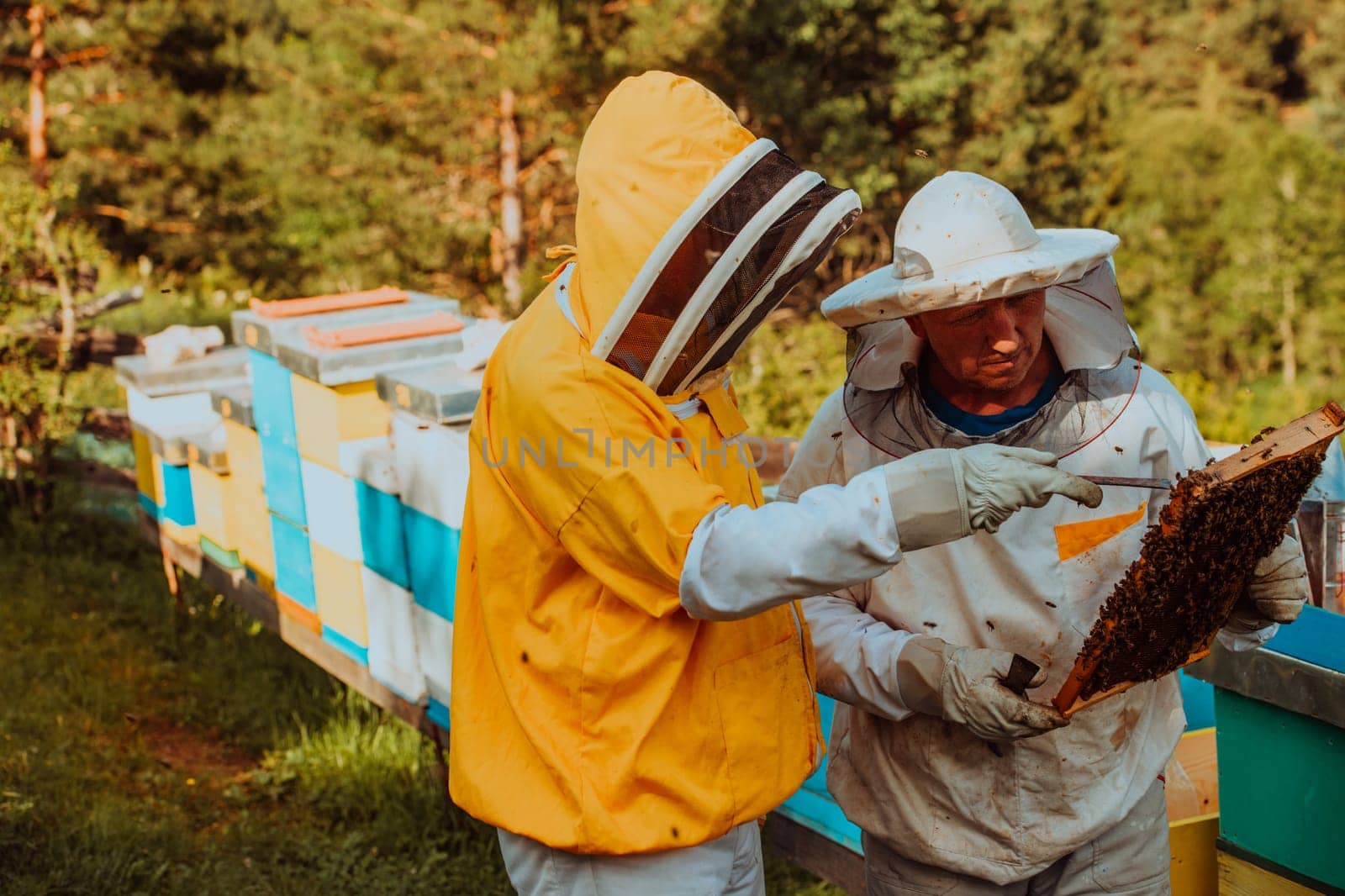 Beekeepers checking honey on the beehive frame in the field. Small business owners on apiary. Natural healthy food produceris working with bees and beehives on the apiary