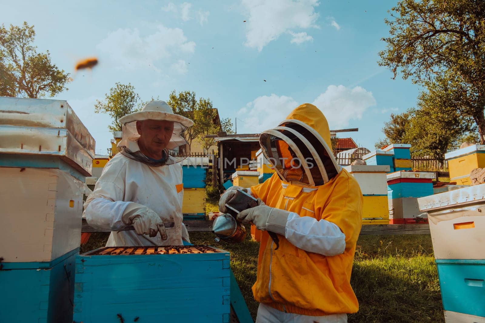 Beekeepers checking honey on the beehive frame in the field. Small business owners on apiary. Natural healthy food produceris working with bees and beehives on the apiary