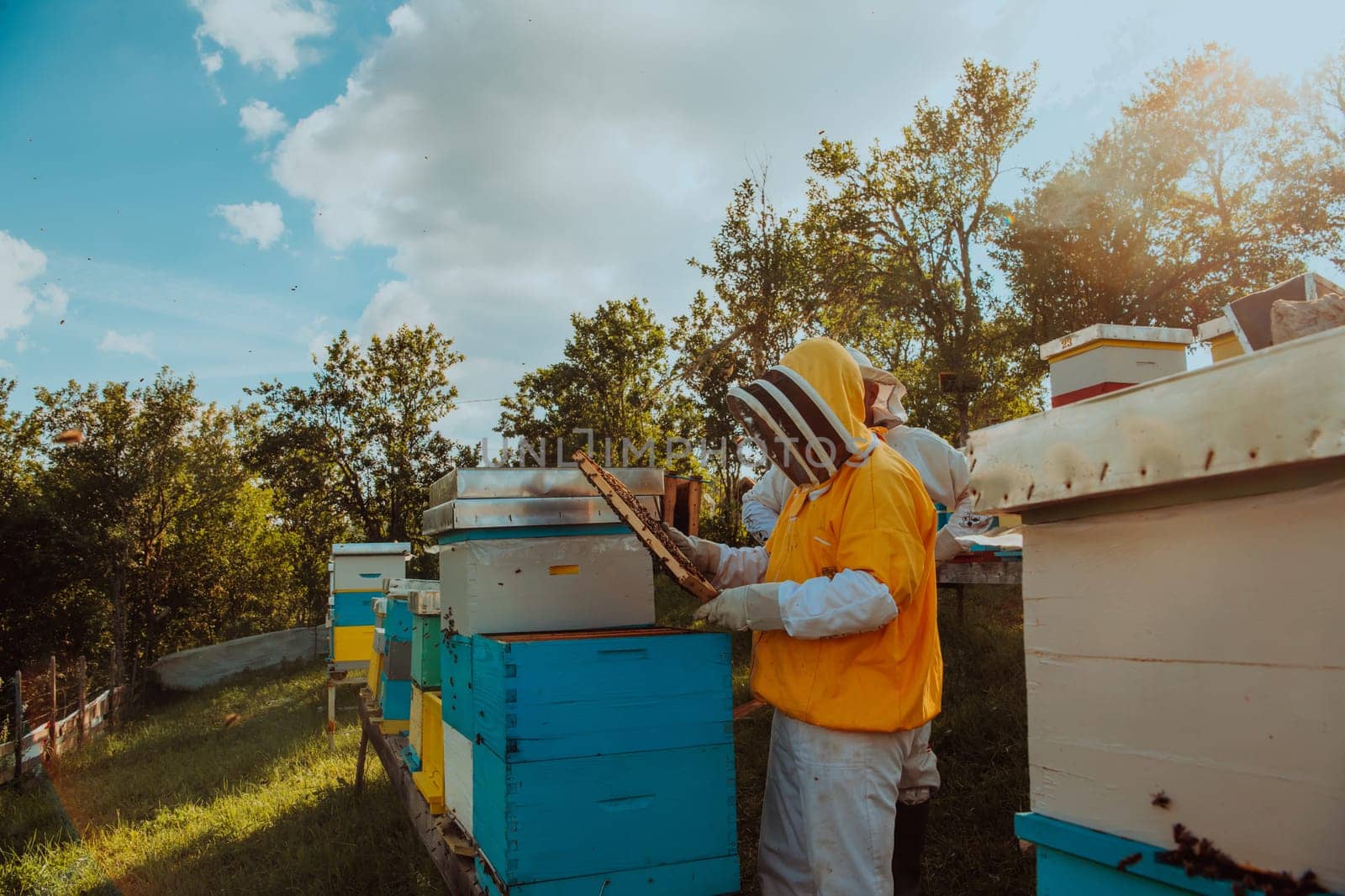 Beekeepers checking honey on the beehive frame in the field. Small business owners on apiary. Natural healthy food produceris working with bees and beehives on the apiary