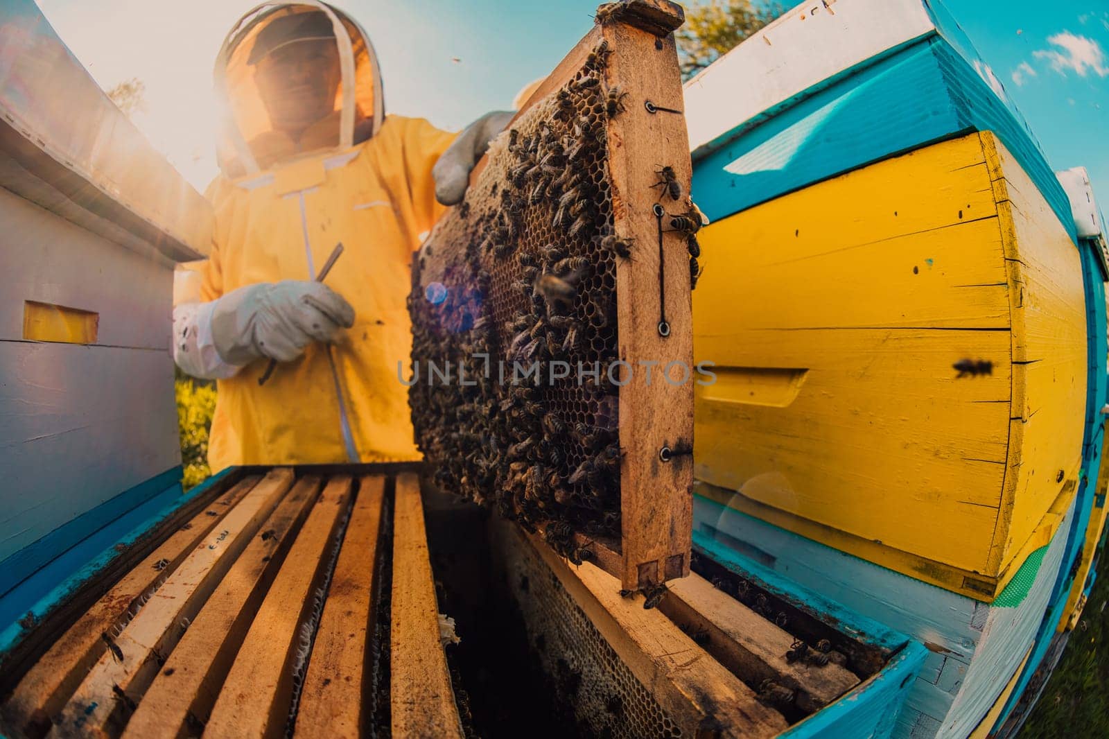 Beekeeper checking honey on the beehive frame in the field. Small business owner on apiary. Natural healthy food produceris working with bees and beehives on the apiary