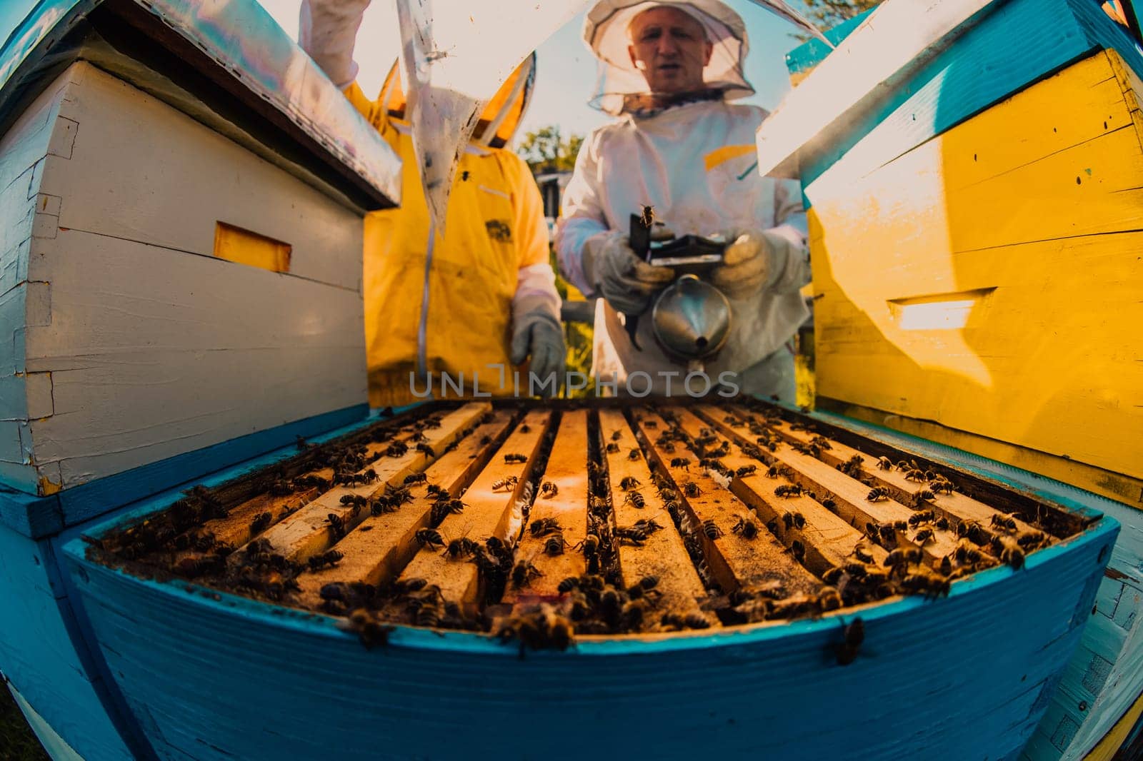 Beekeeper checking honey on the beehive frame in the field. Small business owner on apiary. Natural healthy food produceris working with bees and beehives on the apiary