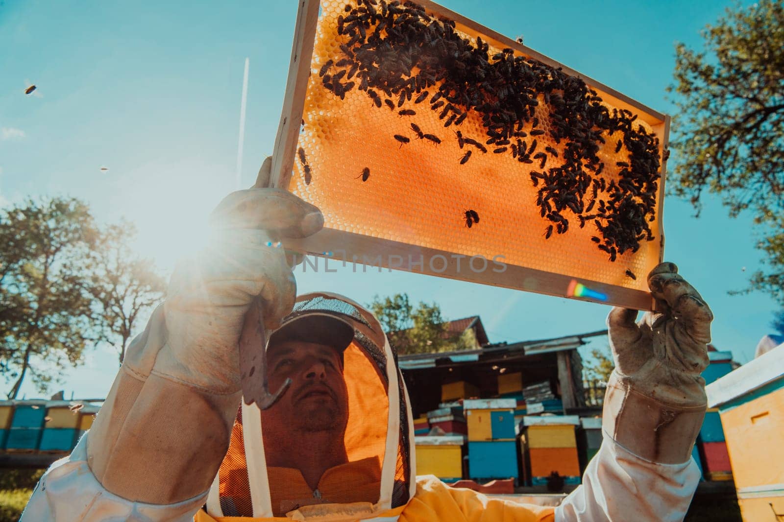 Wide shot of a beekeeper holding the beehive frame filled with honey against the sunlight in the field full of flowers.