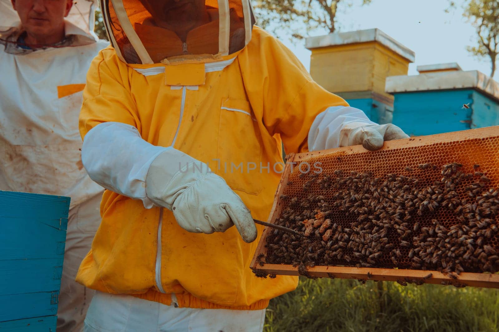 Beekeepers checking honey on the beehive frame in the field. Small business owners on apiary. Natural healthy food produceris working with bees and beehives on the apiary