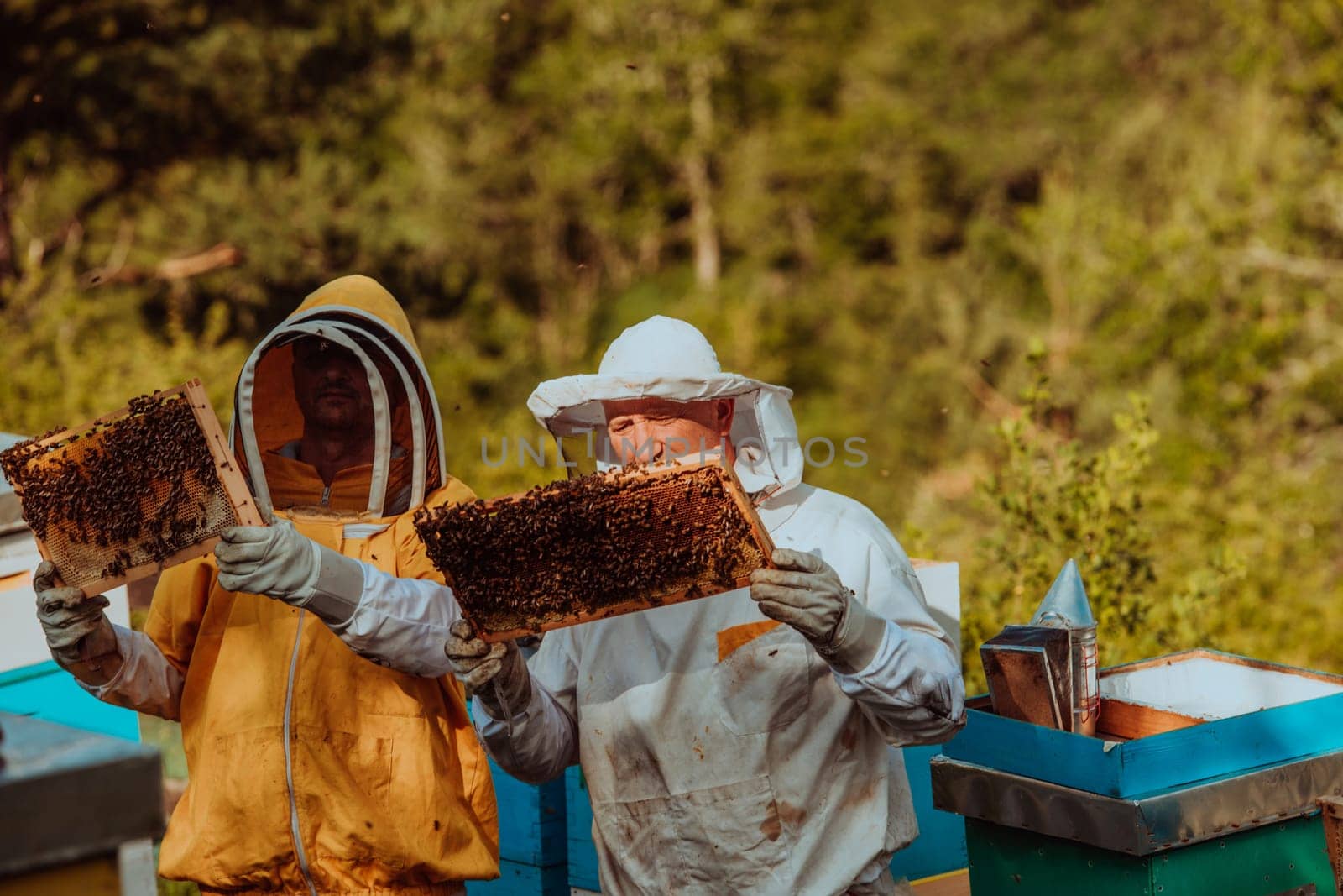 Beekeepers checking honey on the beehive frame in the field. Small business owners on apiary. Natural healthy food produceris working with bees and beehives on the apiary