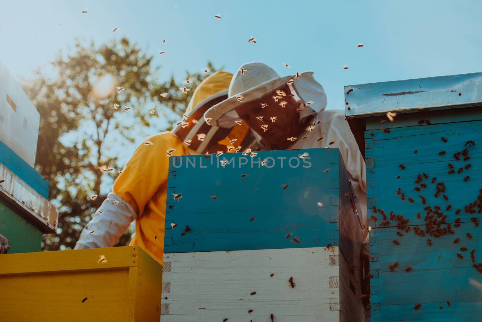 Beekeepers checking honey on the beehive frame in the field. Small business owners on apiary. Natural healthy food produceris working with bees and beehives on the apiary