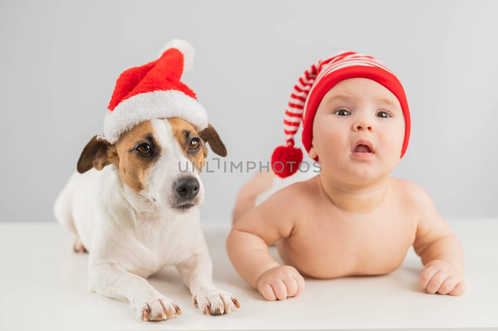 Cute little boy and Jack Russell terrier dog in santa hats on white background. by mrwed54