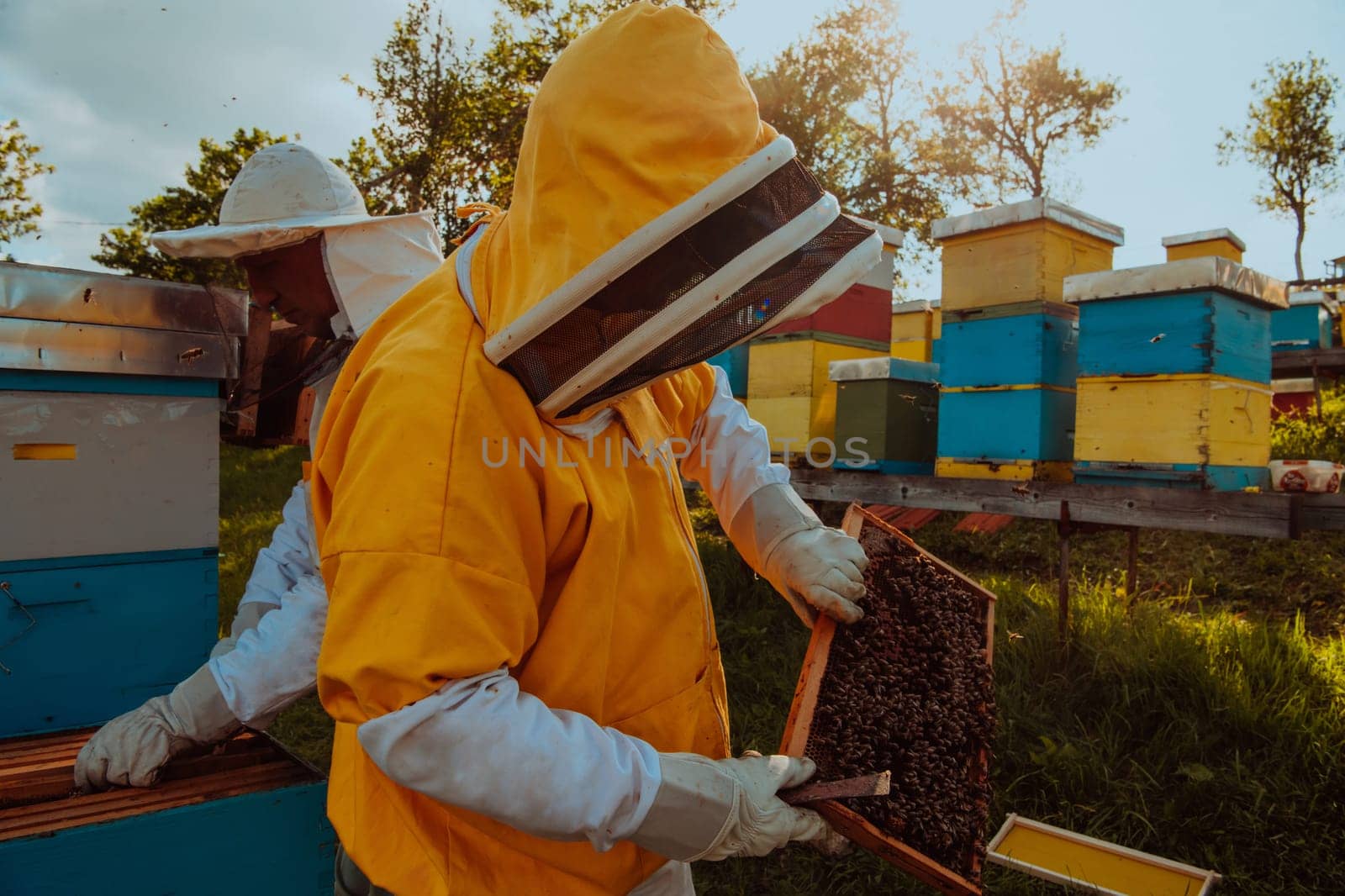 Beekeepers checking honey on the beehive frame in the field. Small business owners on apiary. Natural healthy food produceris working with bees and beehives on the apiary