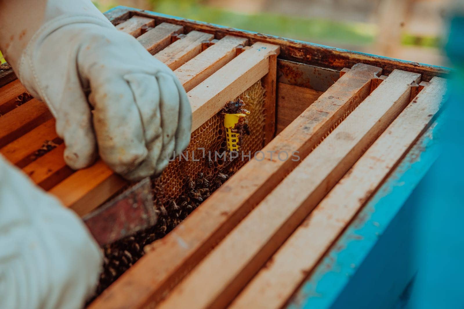 The beekeeper checks the queens for the honeycomb. Beekeepers check honey quality and honey parasites. A beekeeper works with bees and beehives in an apiary.