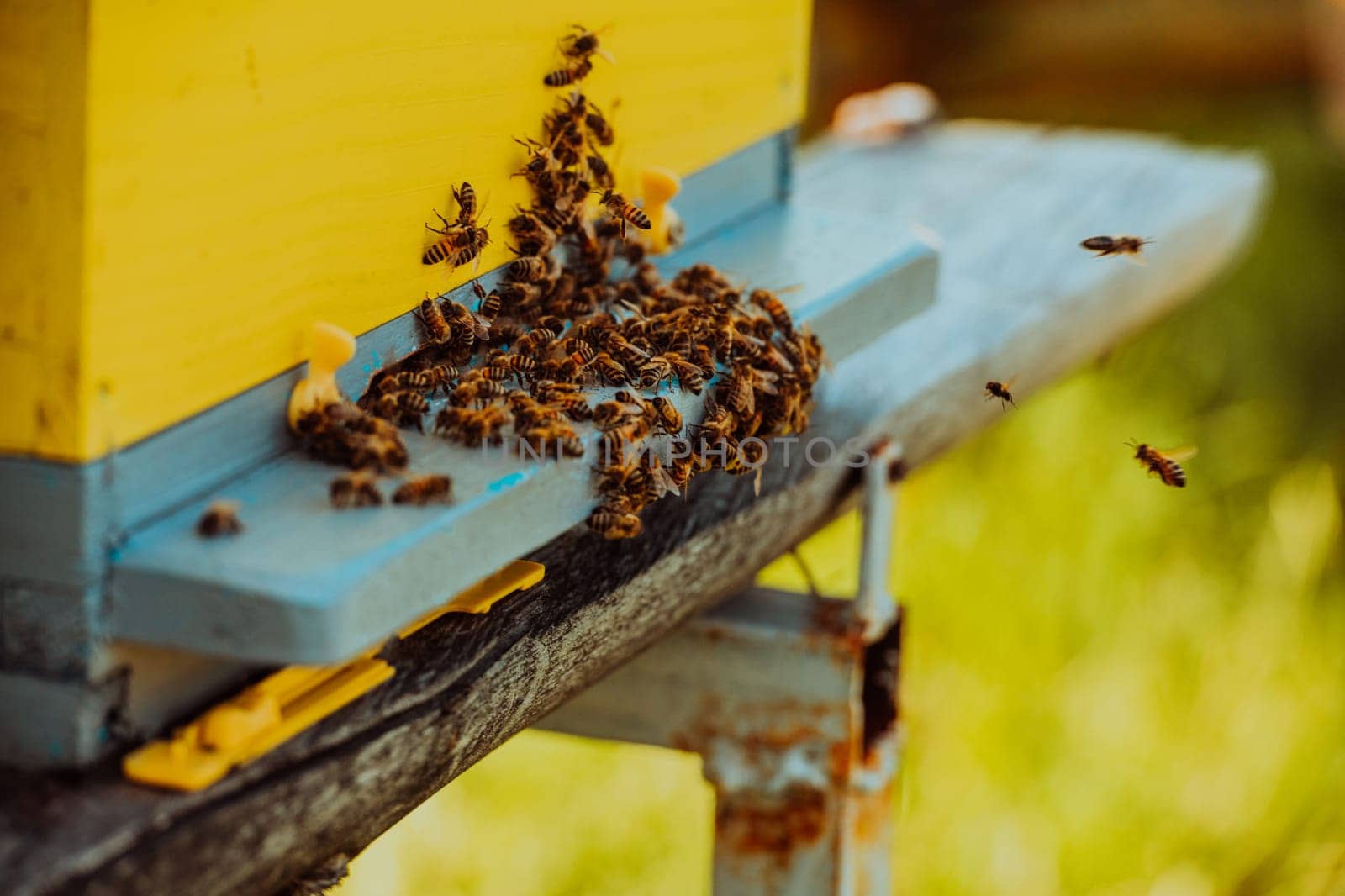 Close up photo of bees hovering around the hive carrying pollen.