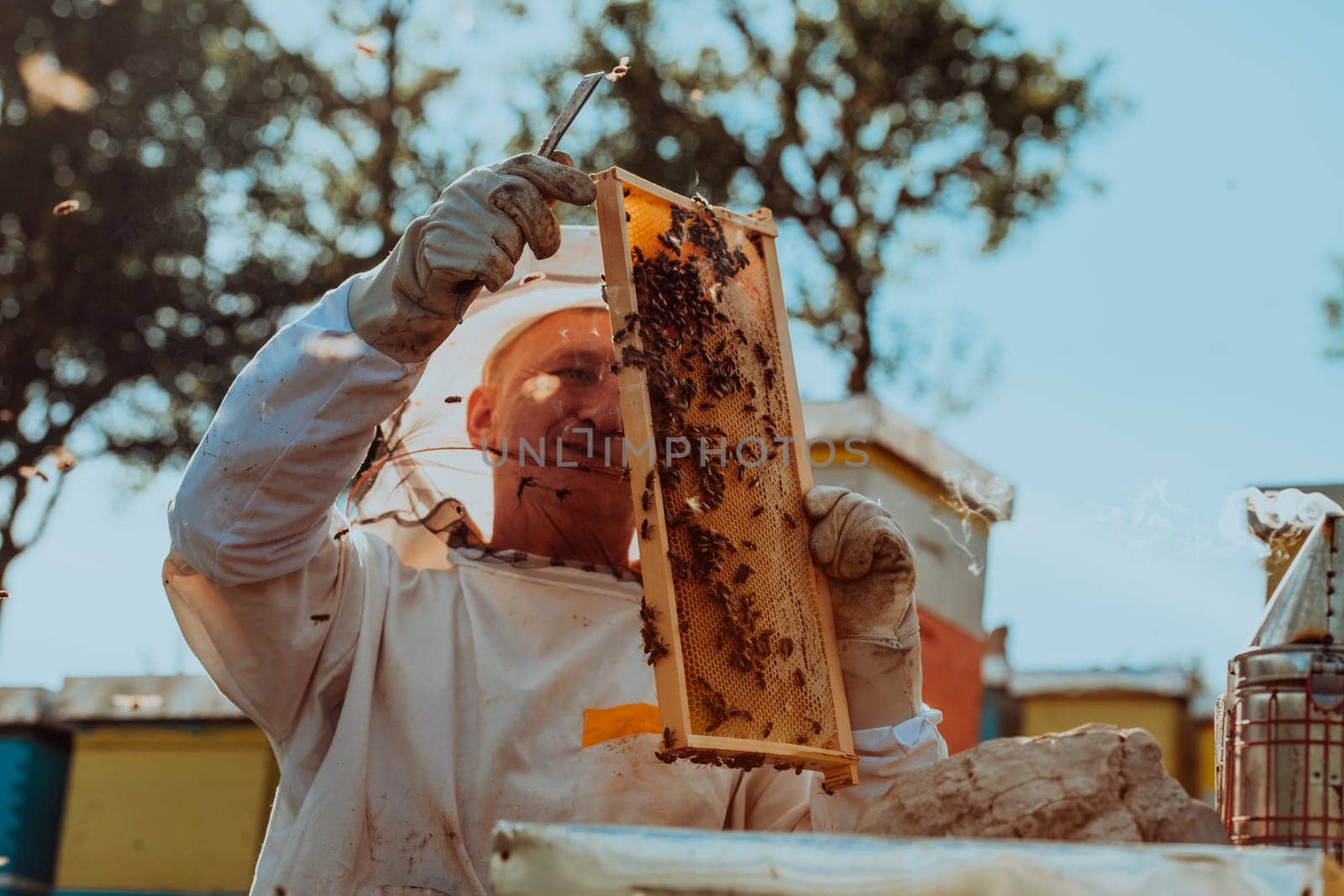 Beekeeper checking honey on the beehive frame in the field. Beekeeper on apiary. Beekeeper is working with bees and beehives on the apiary. Small business concept