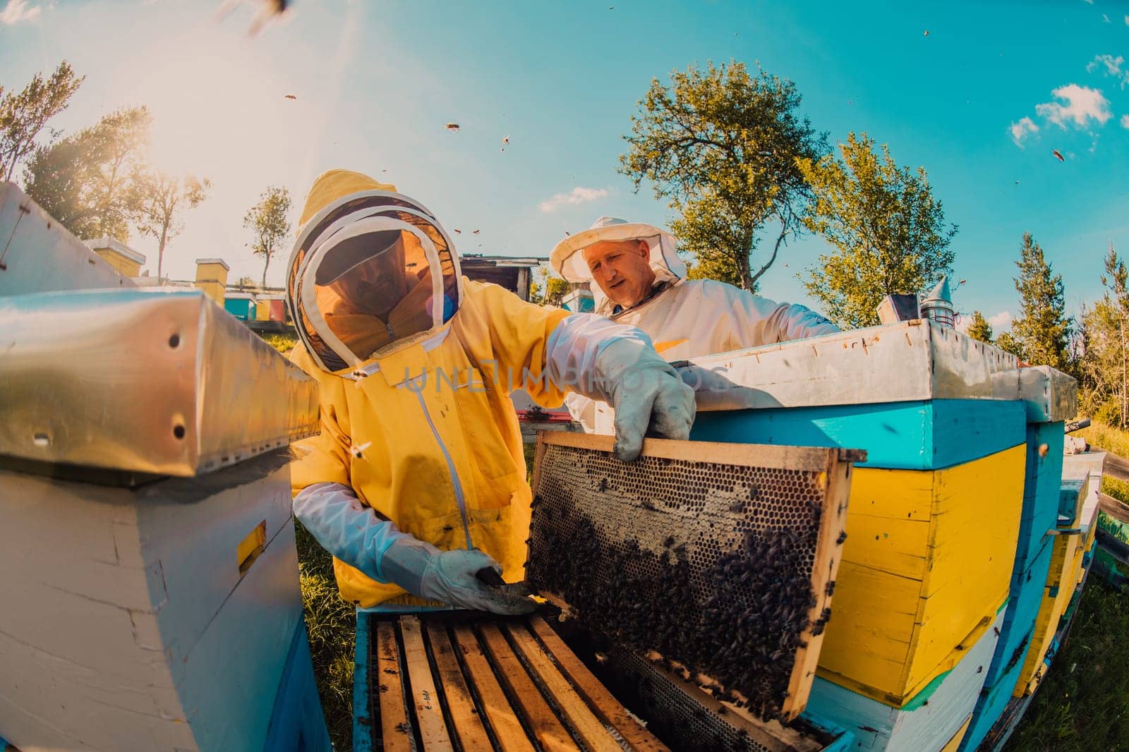 Beekeeper checking honey on the beehive frame in the field. Small business owner on apiary. Natural healthy food produceris working with bees and beehives on the apiary