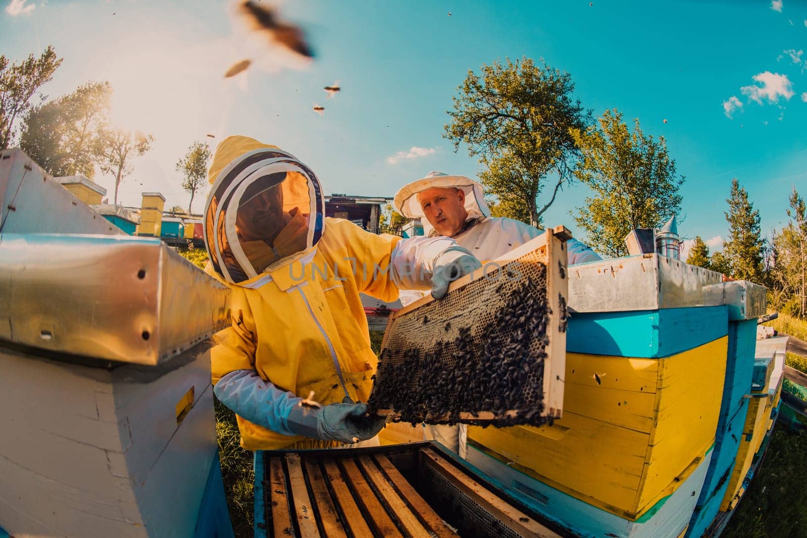 Beekeeper checking honey on the beehive frame in the field. Small business owner on apiary. Natural healthy food produceris working with bees and beehives on the apiary