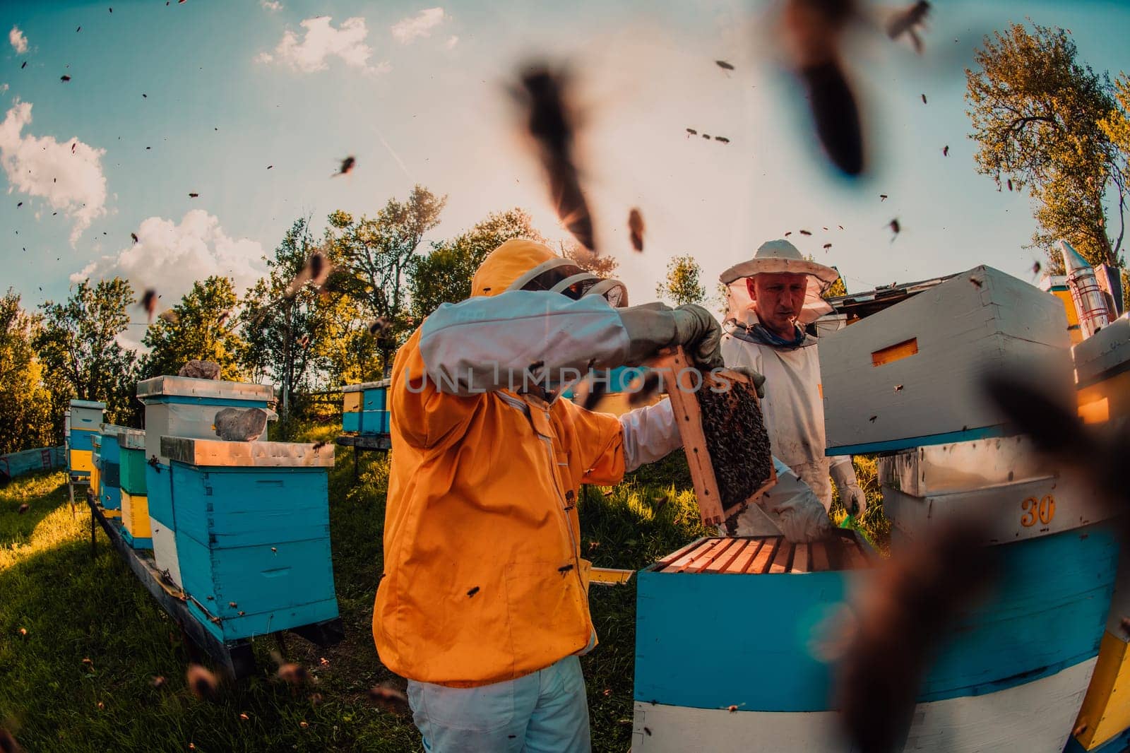 Beekeeper checking honey on the beehive frame in the field. Small business owner on apiary. Natural healthy food produceris working with bees and beehives on the apiary