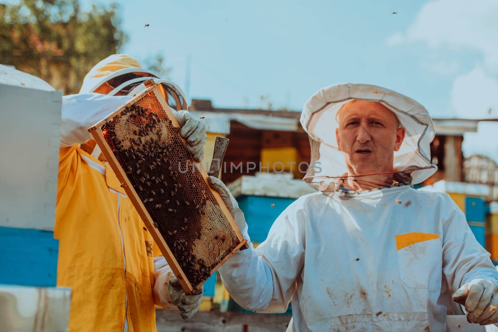 Beekeepers checking honey on the beehive frame in the field. Small business owners on apiary. Natural healthy food produceris working with bees and beehives on the apiary