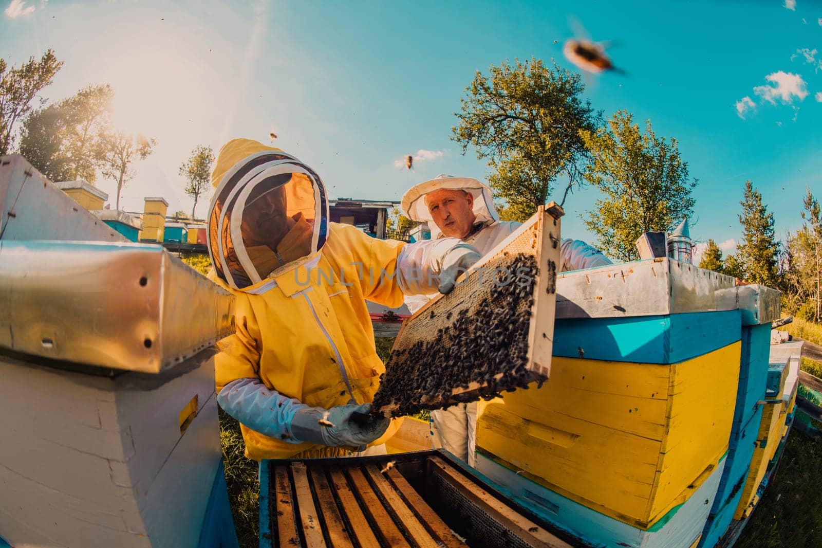 Beekeeper checking honey on the beehive frame in the field. Small business owner on apiary. Natural healthy food produceris working with bees and beehives on the apiary