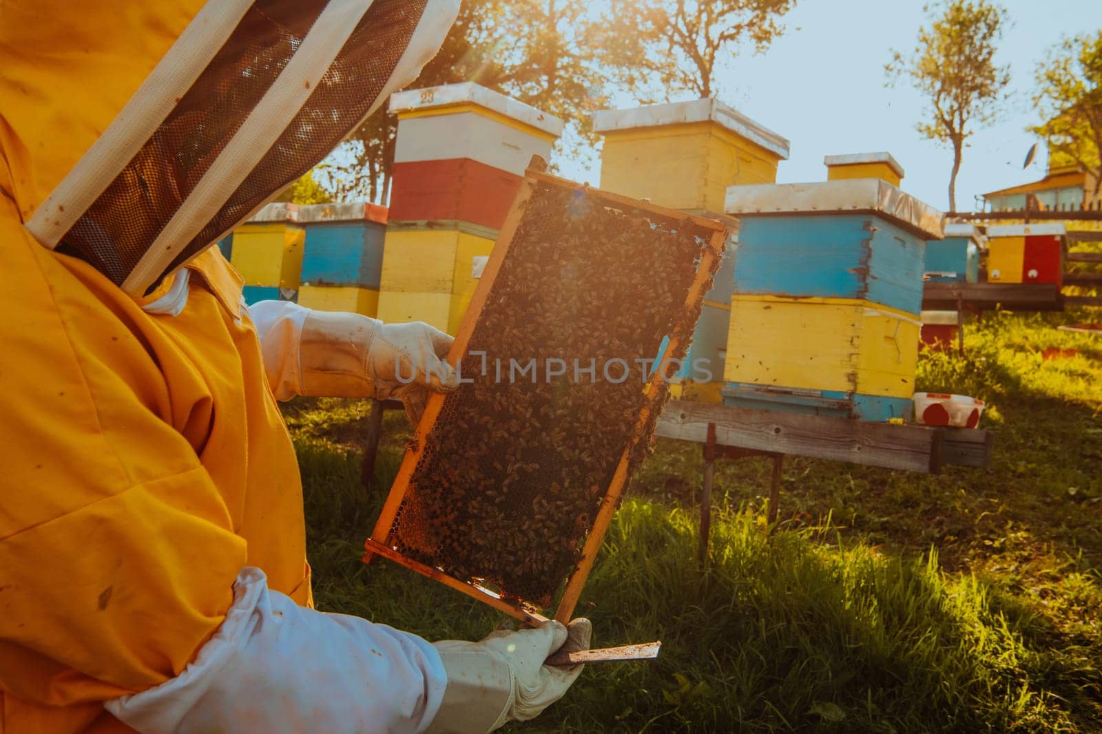 Beekeeper checking honey on the beehive frame in the field. Small business owner on apiary. Natural healthy food produceris working with bees and beehives on the apiary. by dotshock