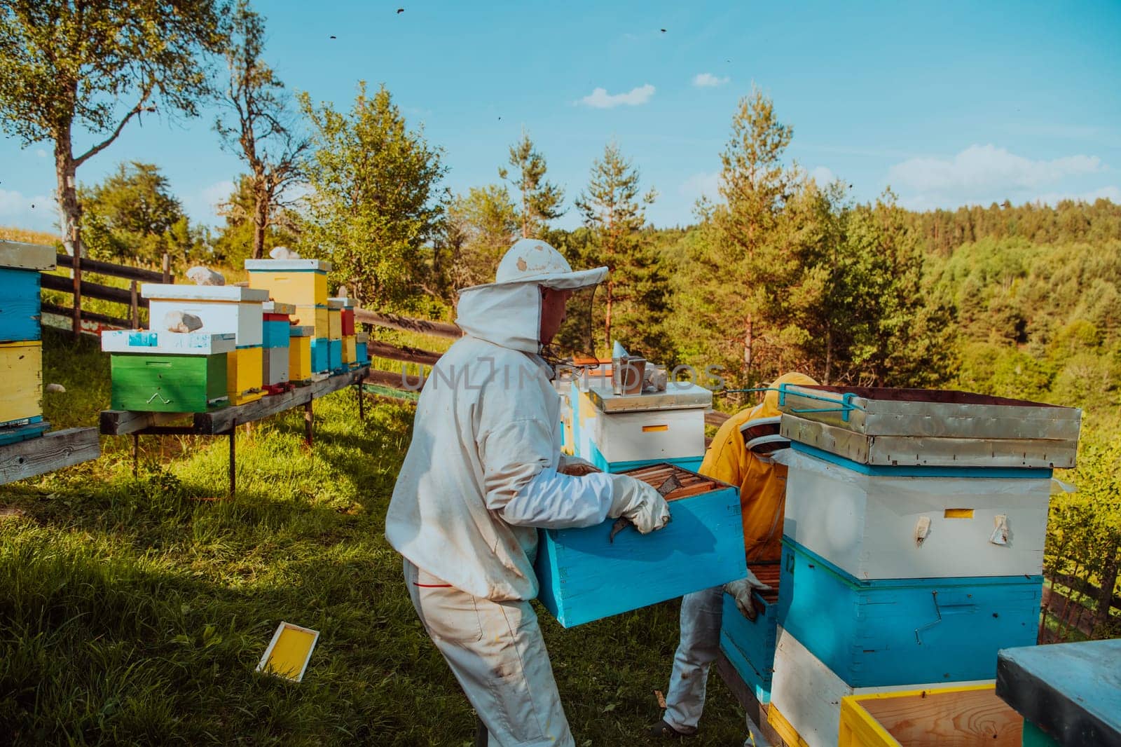 Beekeepers checking honey on the beehive frame in the field. Small business owners on apiary. Natural healthy food produceris working with bees and beehives on the apiary