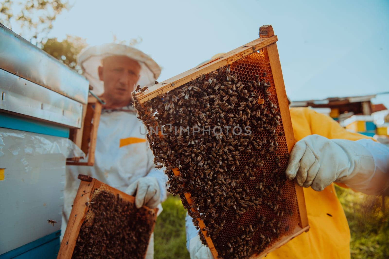 Beekeepers checking honey on the beehive frame in the field. Small business owners on apiary. Natural healthy food produceris working with bees and beehives on the apiary