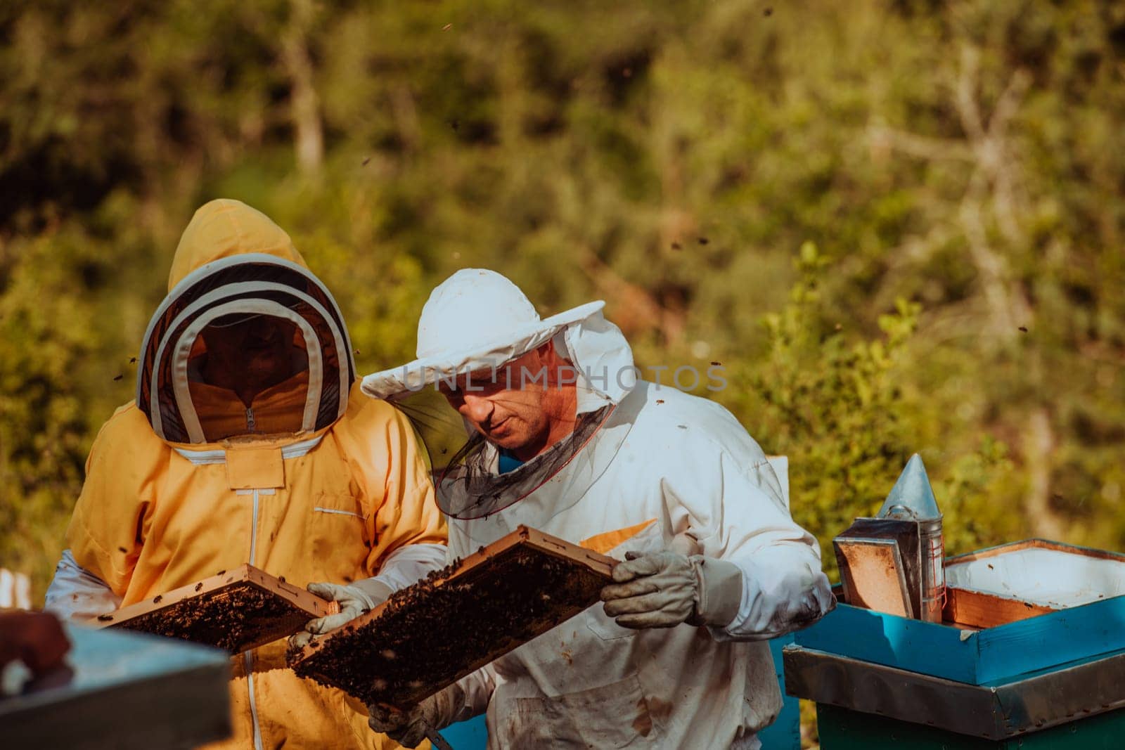 Beekeepers checking honey on the beehive frame in the field. Small business owners on apiary. Natural healthy food produceris working with bees and beehives on the apiary