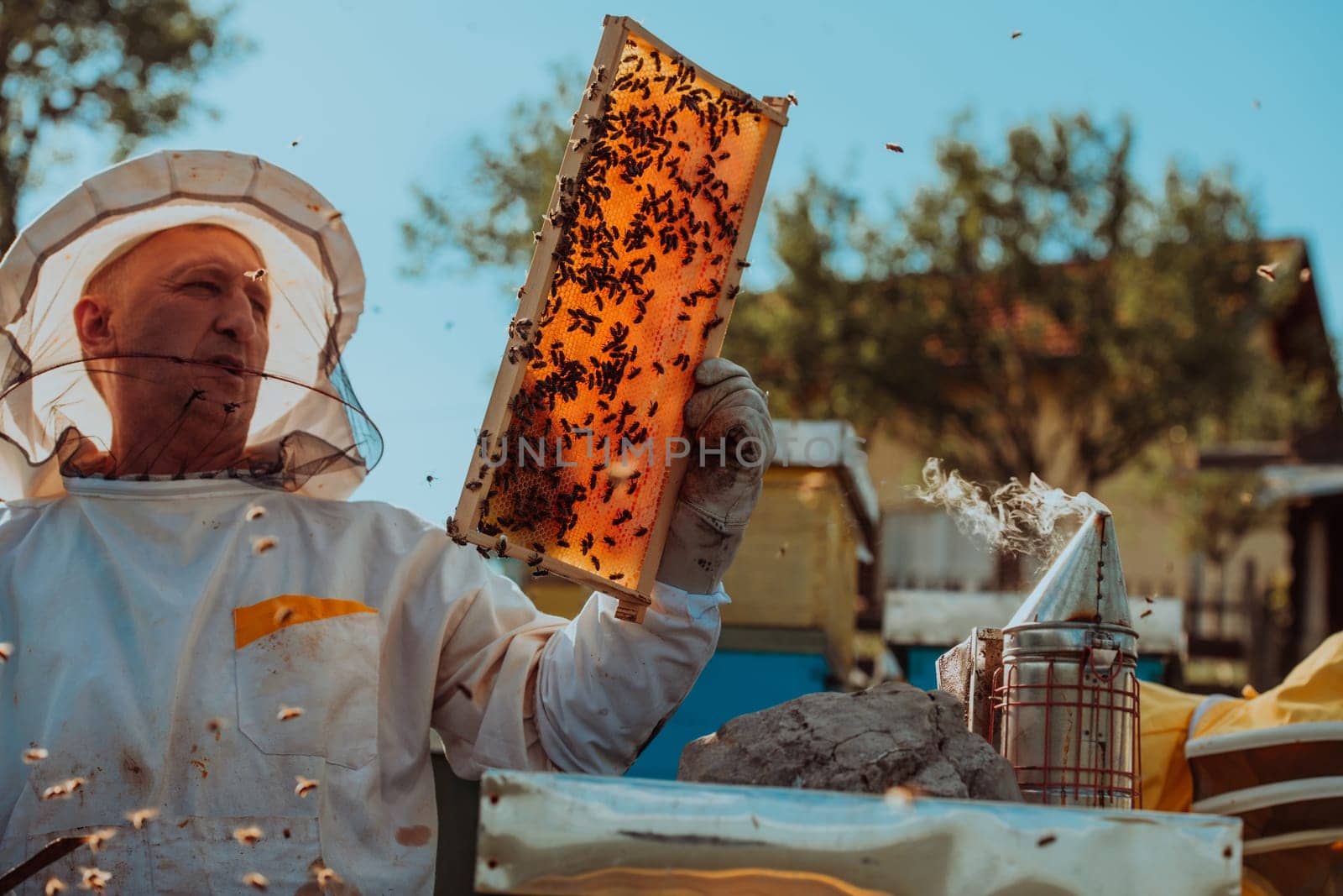 Beekeepers checking honey on the beehive frame in the field. Small business owners on apiary. Natural healthy food produceris working with bees and beehives on the apiary