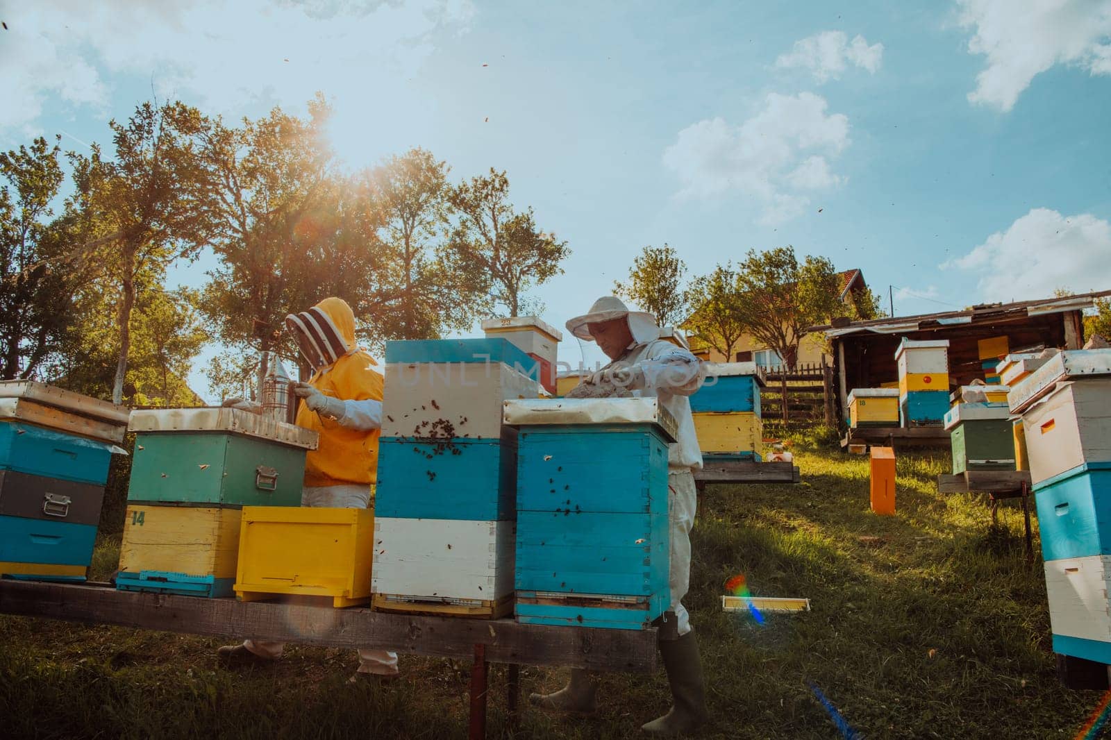 Beekeepers checking honey on the beehive frame in the field. Small business owners on apiary. Natural healthy food produceris working with bees and beehives on the apiary