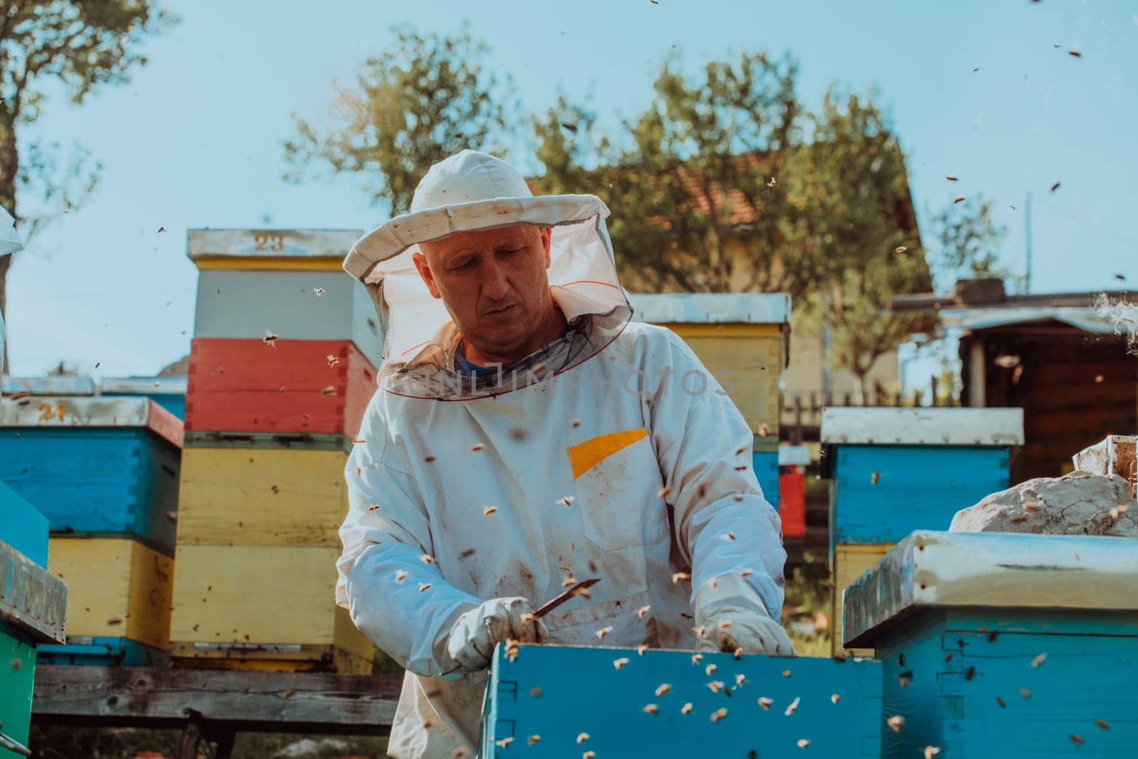 Beekeeper checking honey on the beehive frame in the field. Small business owner on apiary. Natural healthy food produceris working with bees and beehives on the apiary