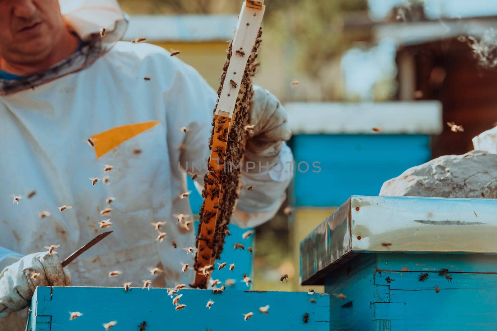 Beekeeper checking honey on the beehive frame in the field. Small business owner on apiary. Natural healthy food produceris working with bees and beehives on the apiary