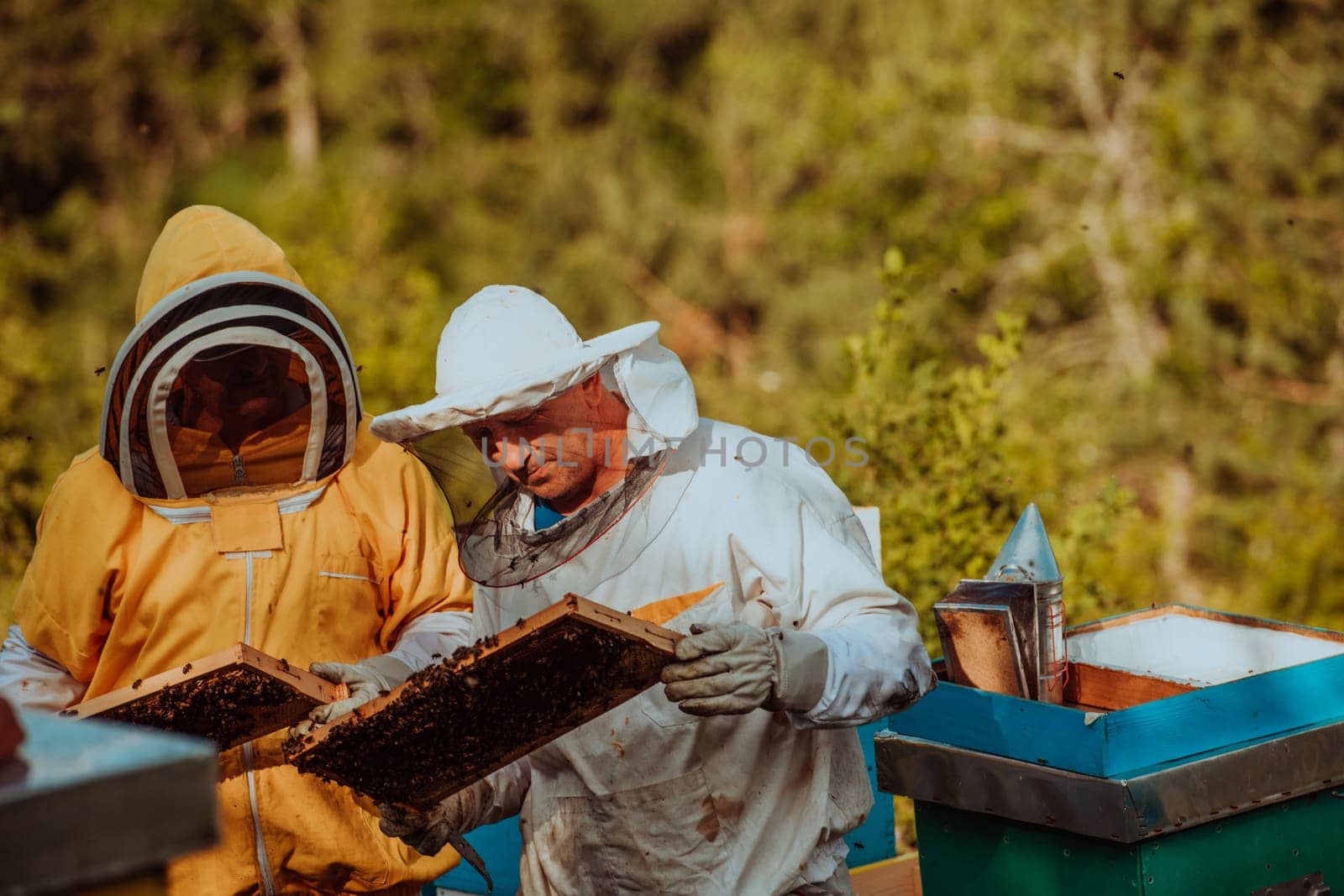 Beekeepers checking honey on the beehive frame in the field. Small business owners on apiary. Natural healthy food produceris working with bees and beehives on the apiary