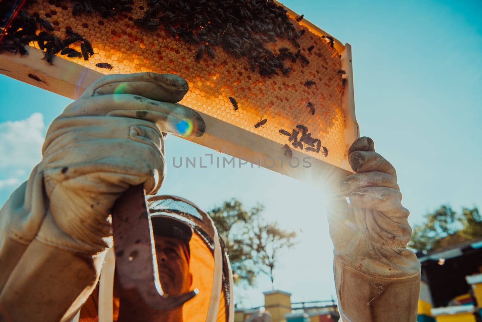 Wide shot of a beekeeper holding the beehive frame filled with honey against the sunlight in the field full of flowers.