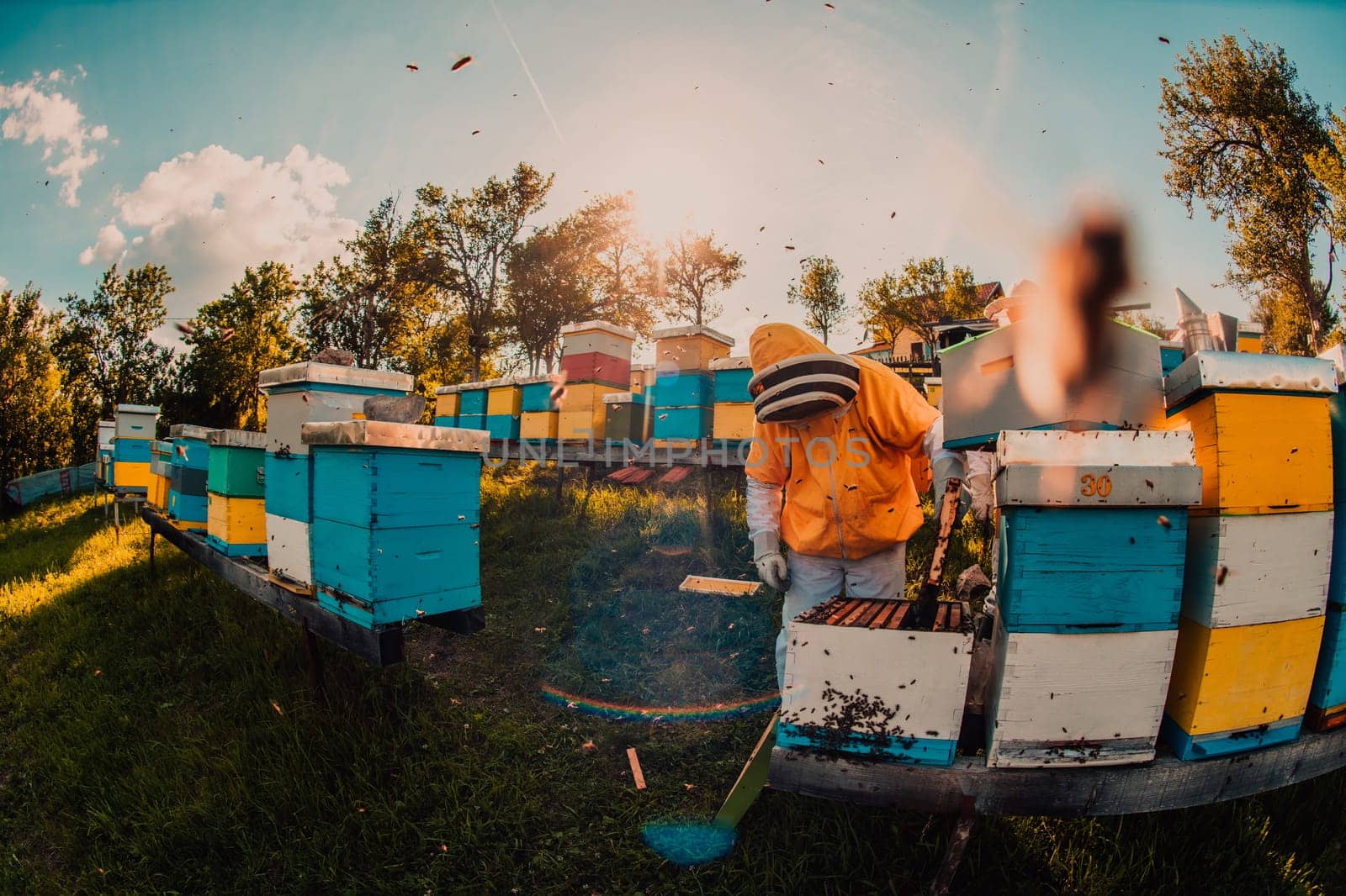 Beekeeper checking honey on the beehive frame in the field. Beekeeper on apiary. Beekeeper is working with bees and beehives on the apiary. by dotshock