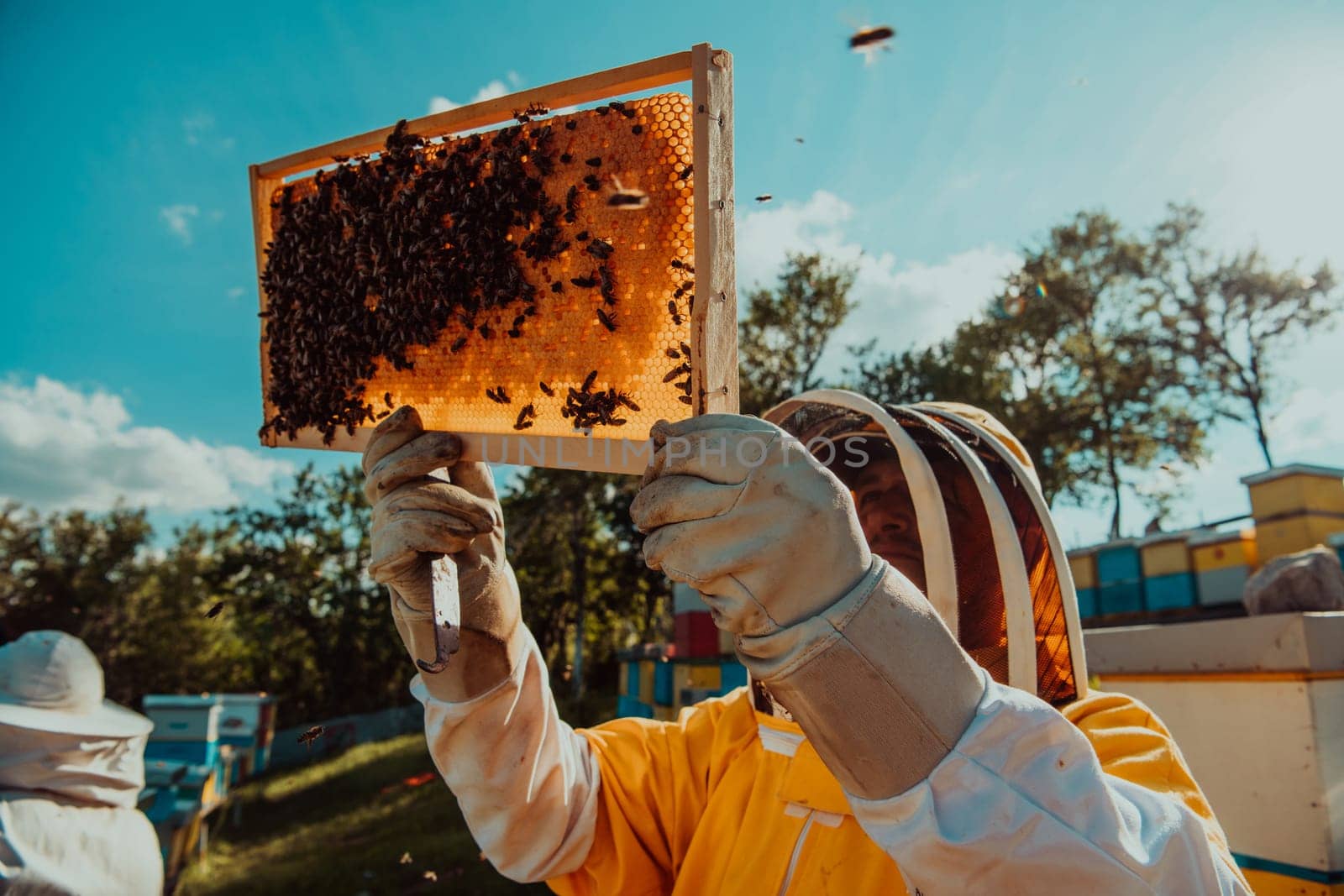 Wide shot of a beekeeper holding the beehive frame filled with honey against the sunlight in the field full of flowers.