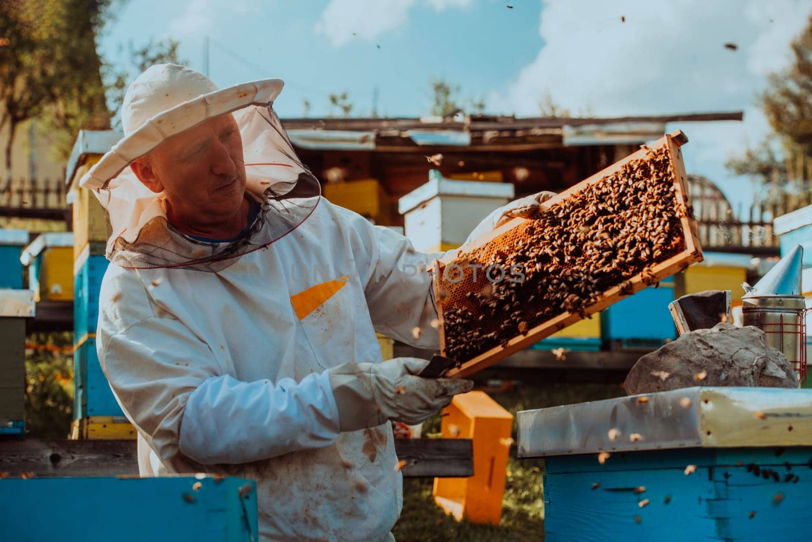 Beekeepers checking honey on the beehive frame in the field. Small business owners on apiary. Natural healthy food produceris working with bees and beehives on the apiary