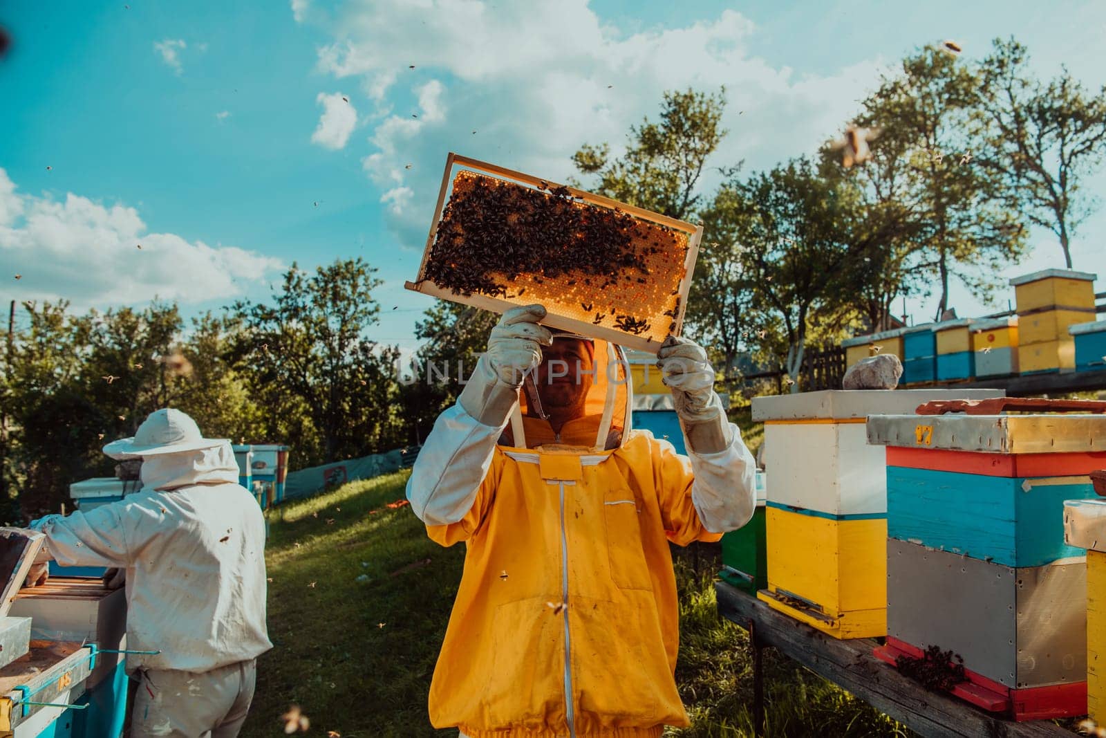 Wide shot of a beekeeper holding the beehive frame filled with honey against the sunlight in the field full of flowers.