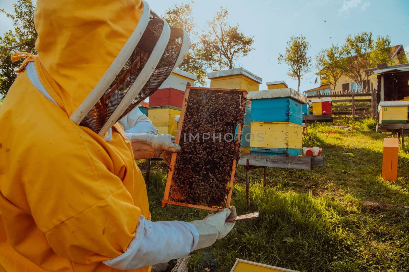 Beekeeper checking honey on the beehive frame in the field. Small business owner on apiary. Natural healthy food produceris working with bees and beehives on the apiary