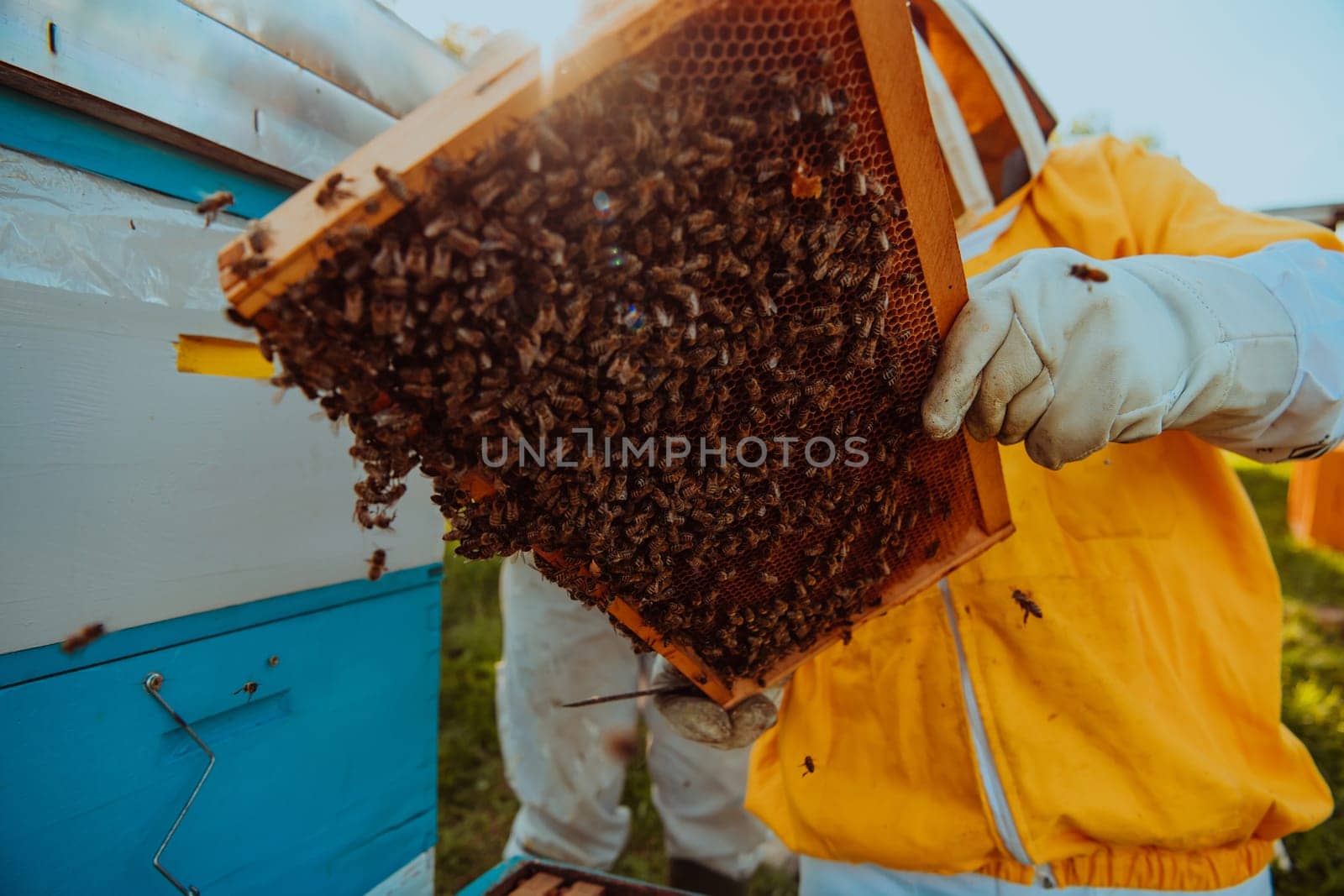 Beekeeper checking honey on the beehive frame in the field. Beekeeper on apiary. Beekeeper is working with bees and beehives on the apiary. Small business concept