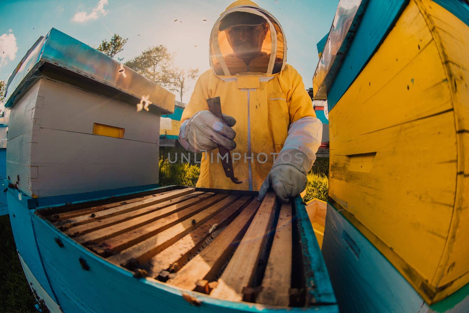 Beekeeper checking honey on the beehive frame in the field. Small business owner on apiary. Natural healthy food produceris working with bees and beehives on the apiary