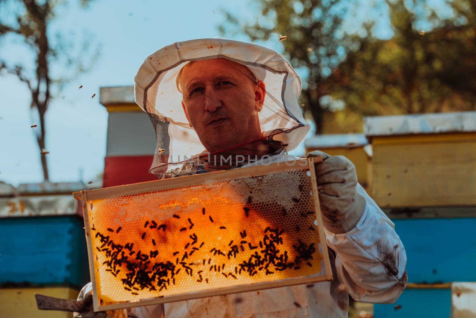 Beekeeper checking honey on the beehive frame in the field. Small business owner on apiary. Natural healthy food produceris working with bees and beehives on the apiary