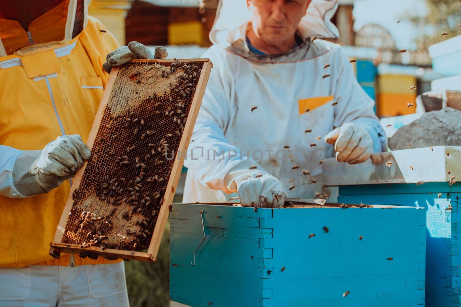 Beekeepers checking honey on the beehive frame in the field. Small business owners on apiary. Natural healthy food produceris working with bees and beehives on the apiary