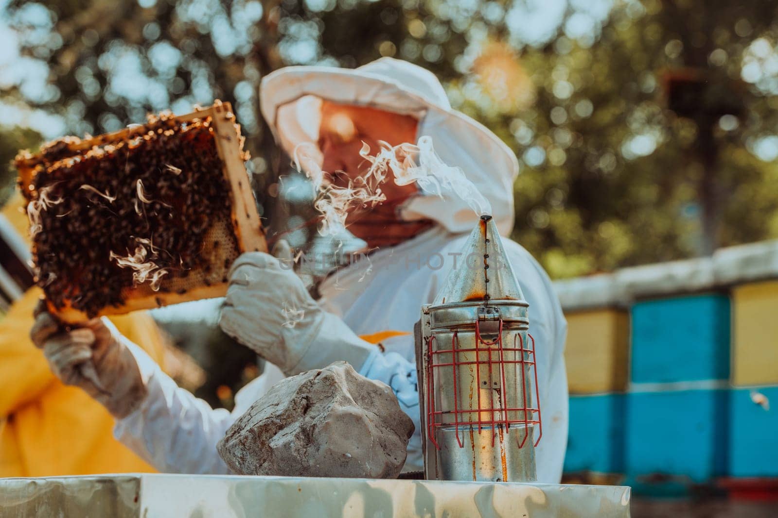 Beekeeper checking honey on the beehive frame in the field. Beekeeper on apiary. Beekeeper is working with bees and beehives on the apiary. by dotshock