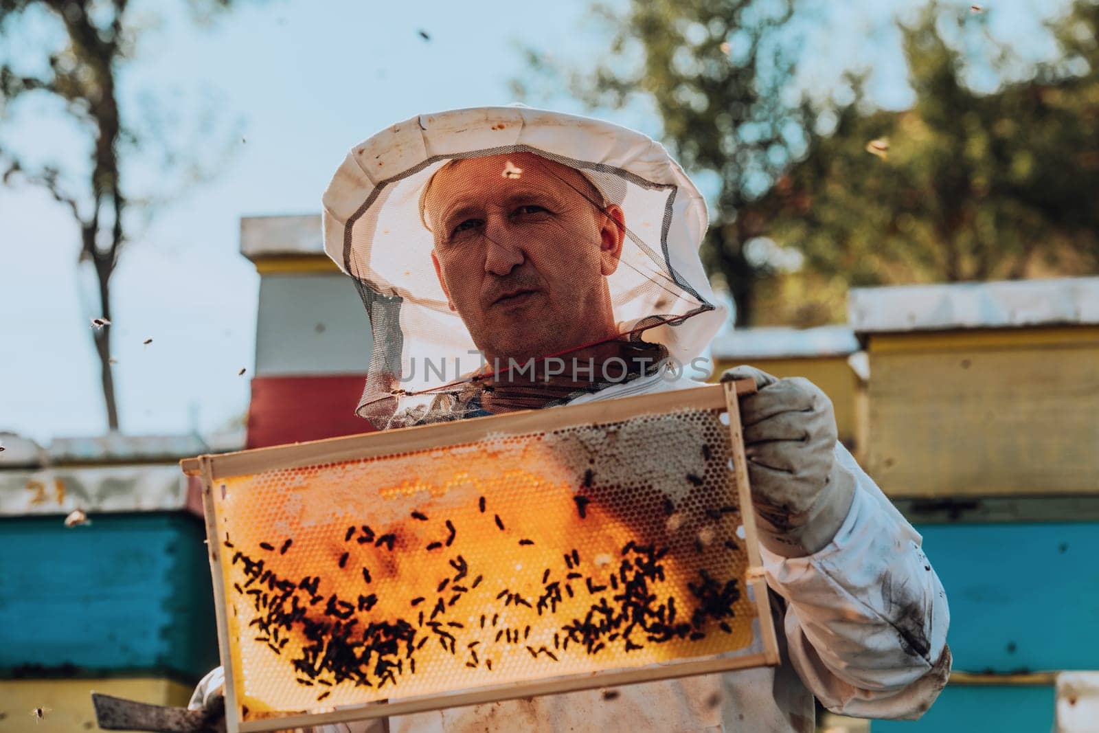 Beekeeper checking honey on the beehive frame in the field. Small business owner on apiary. Natural healthy food produceris working with bees and beehives on the apiary